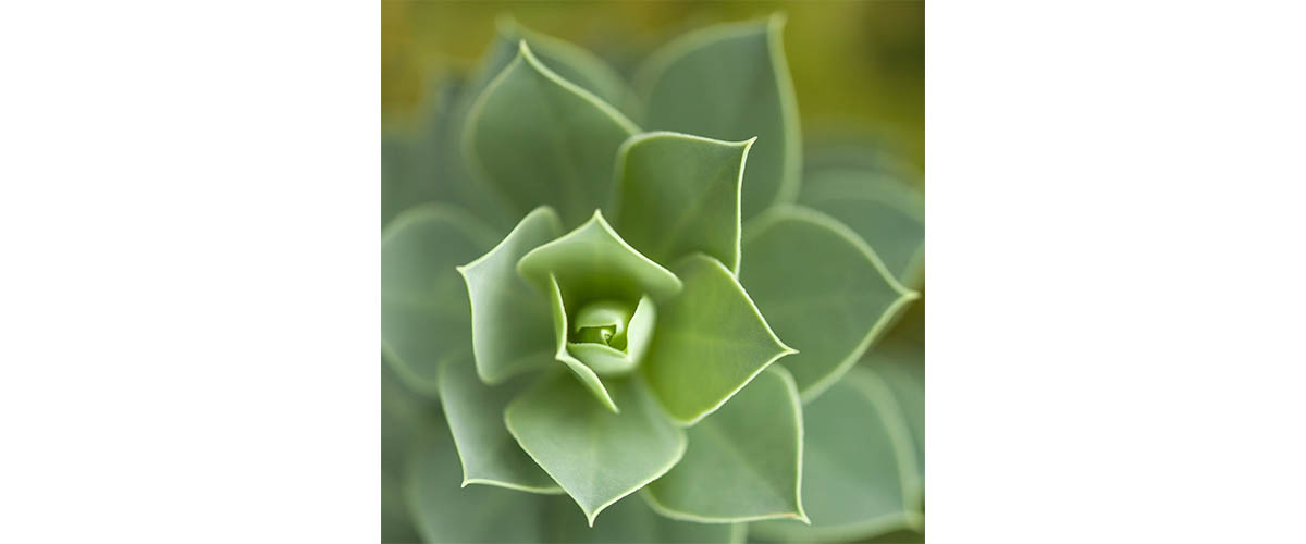 image taken by Lisa Mossel Vietze